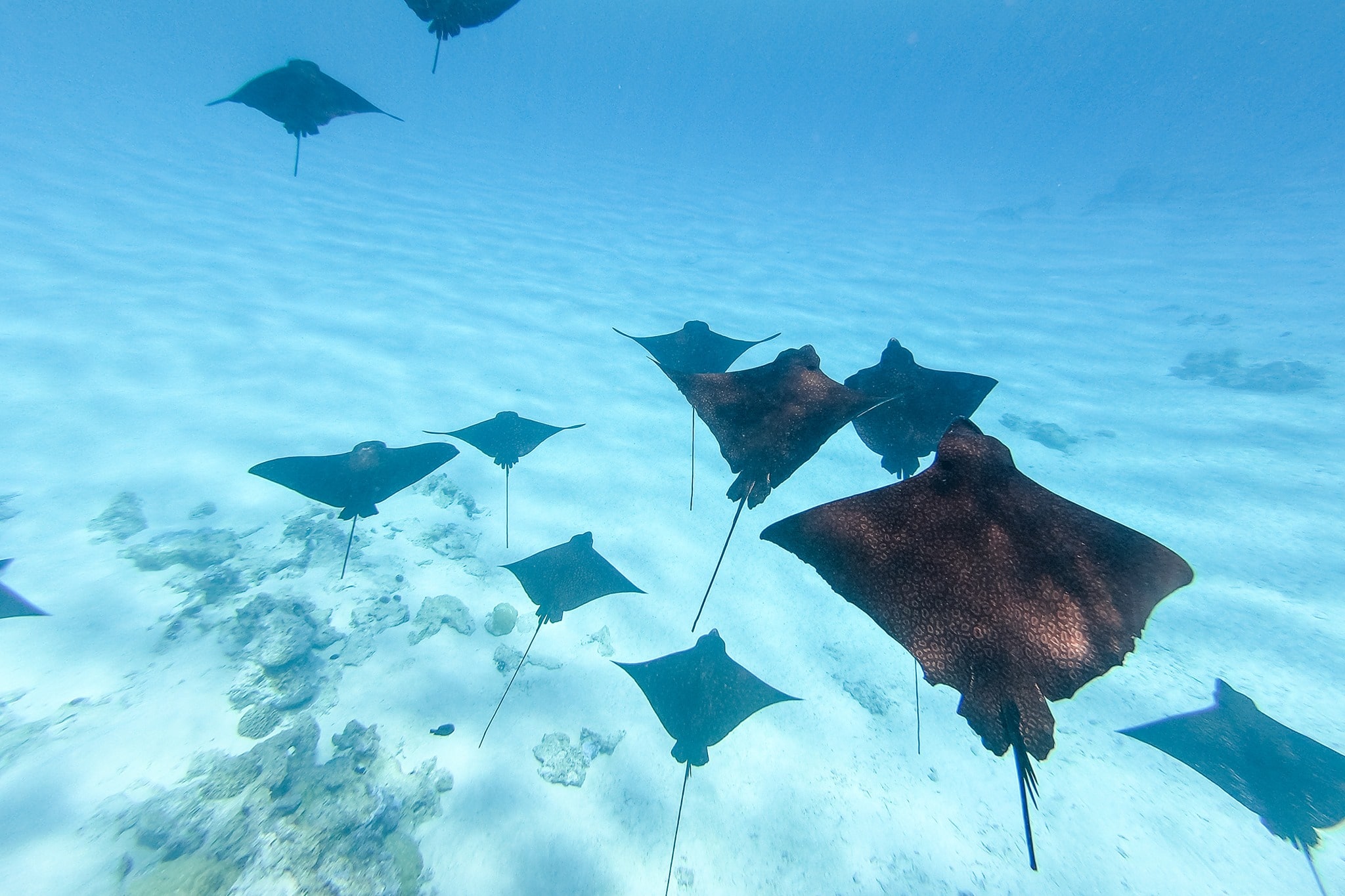 Aigle rays in Bora Bora